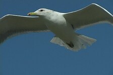 seagull 4.jpg